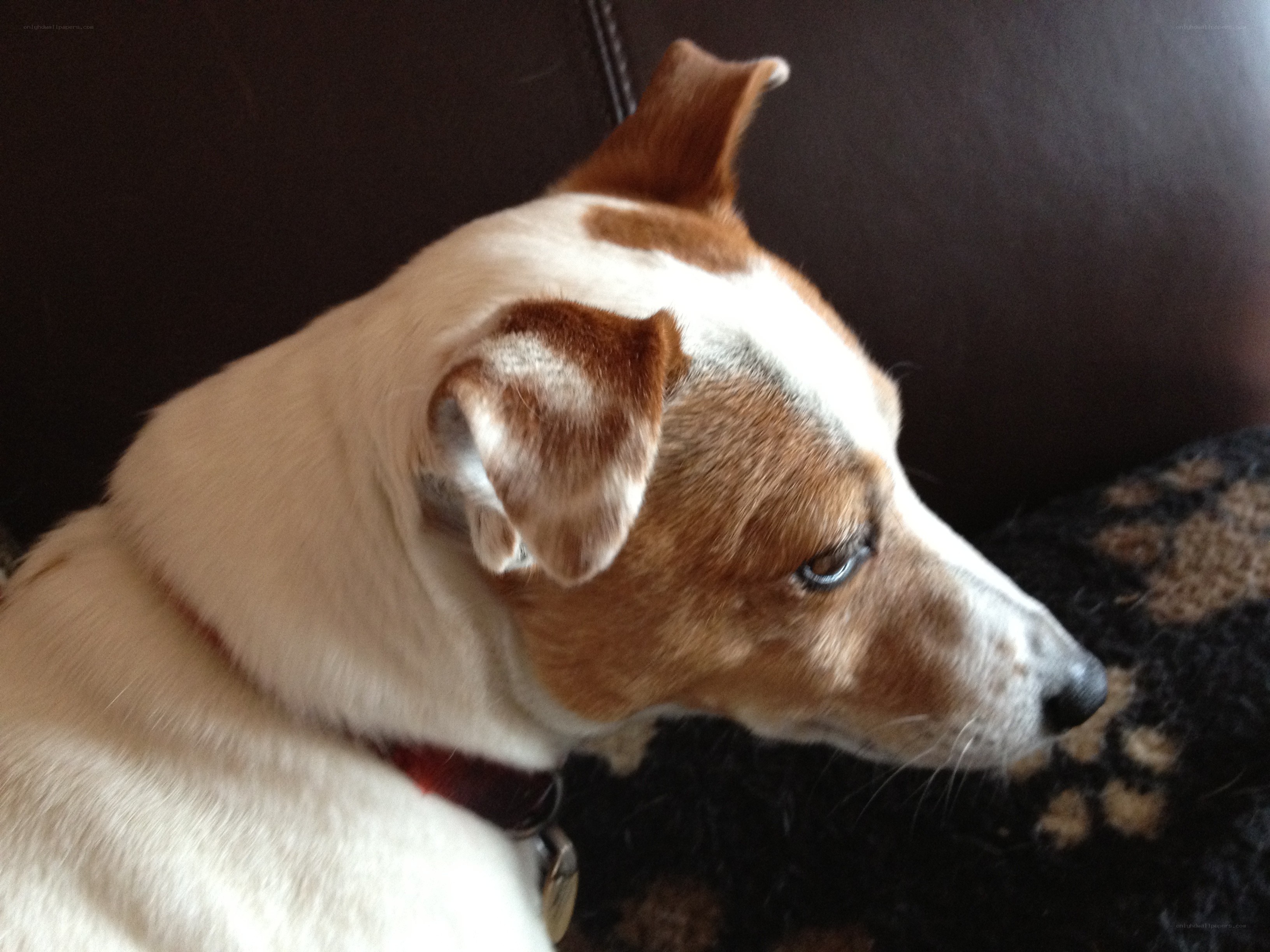 dog resting on a blanket