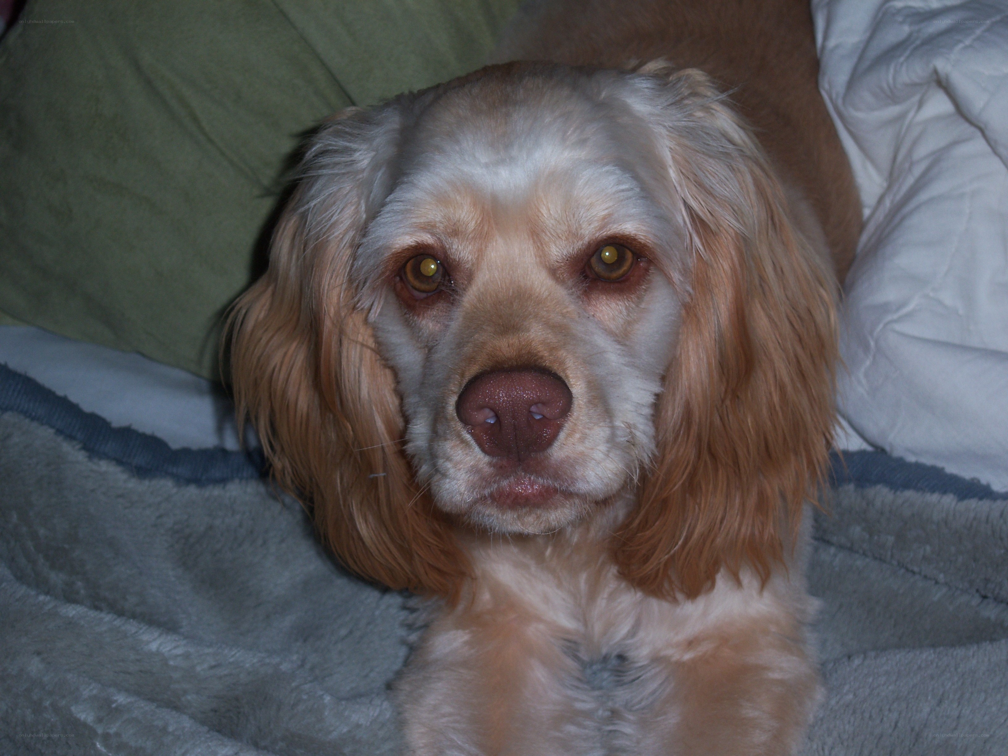dog resting on a blanket
