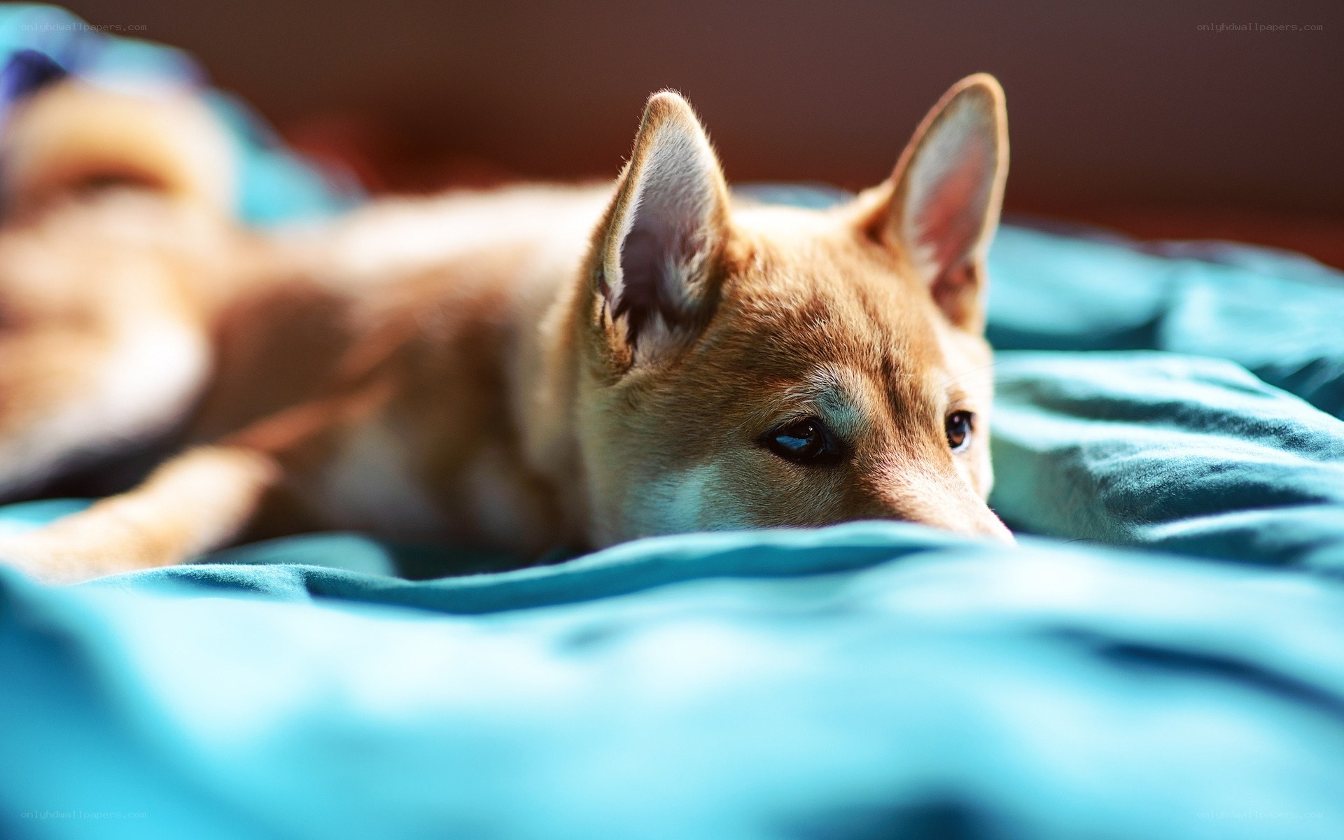dog resting on a blanket