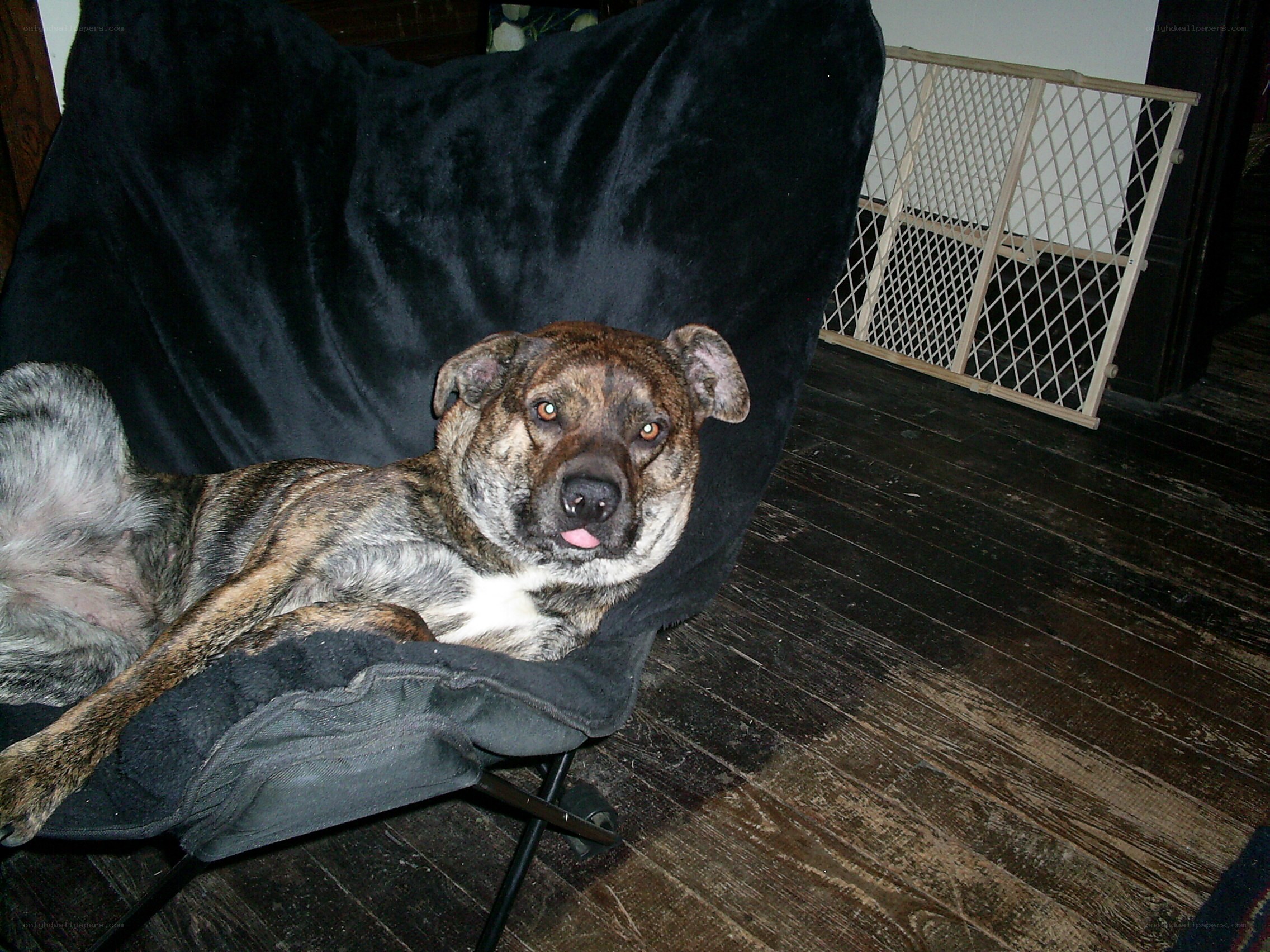 dog resting on a chair