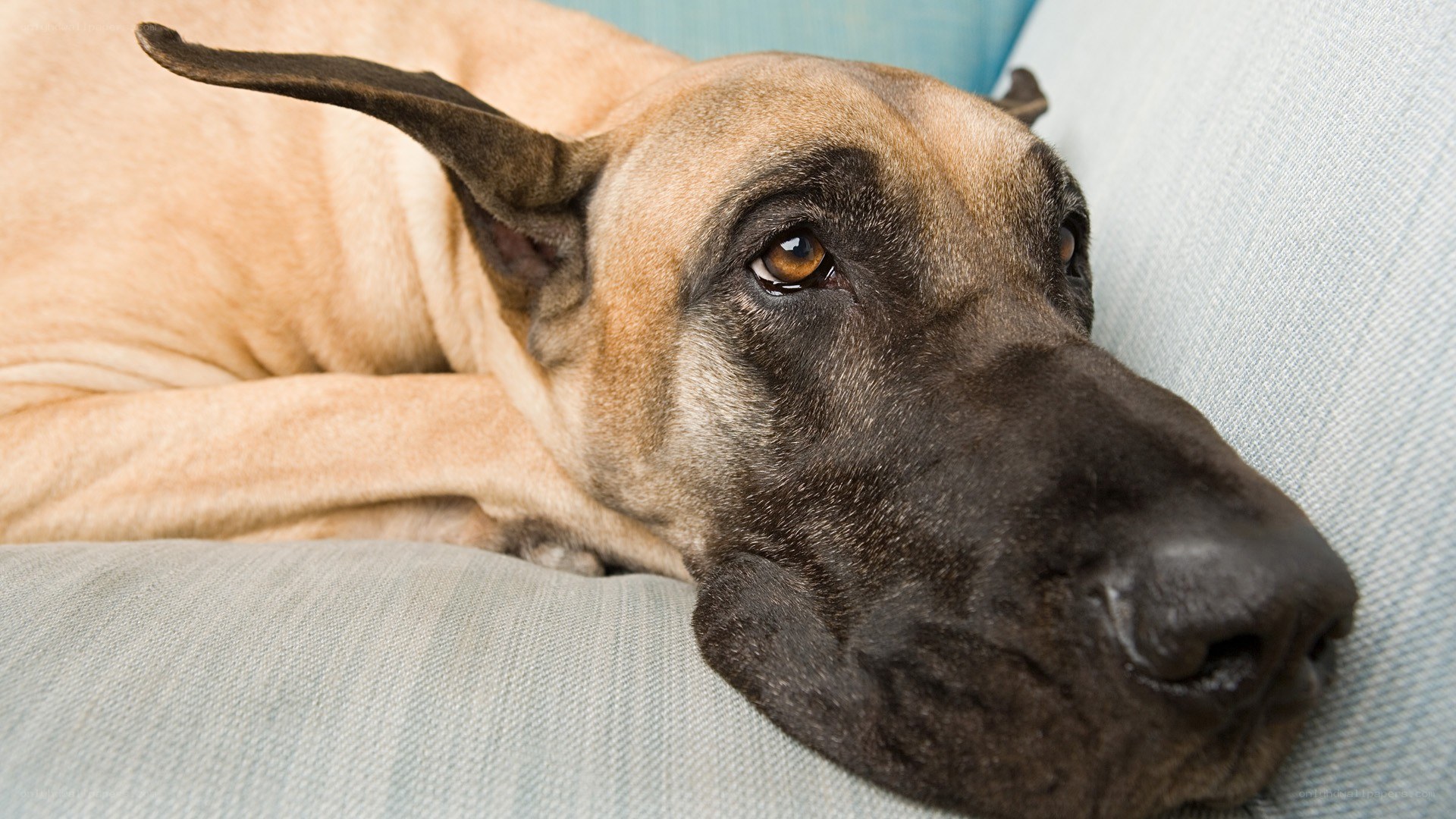 dog resting on a couch