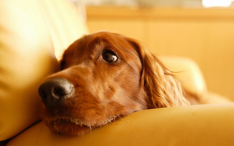 dog resting on a couch