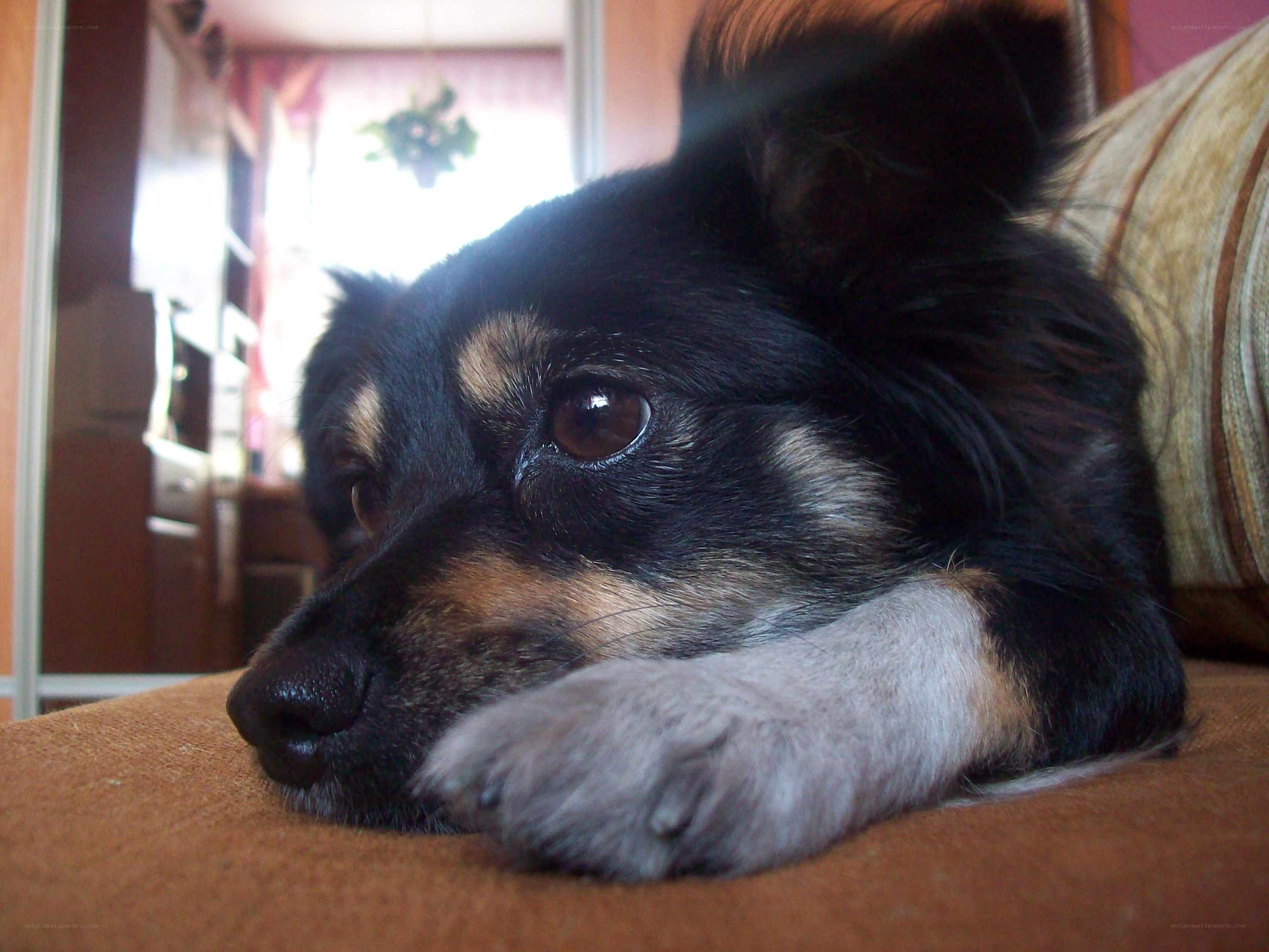 dog resting on a couch