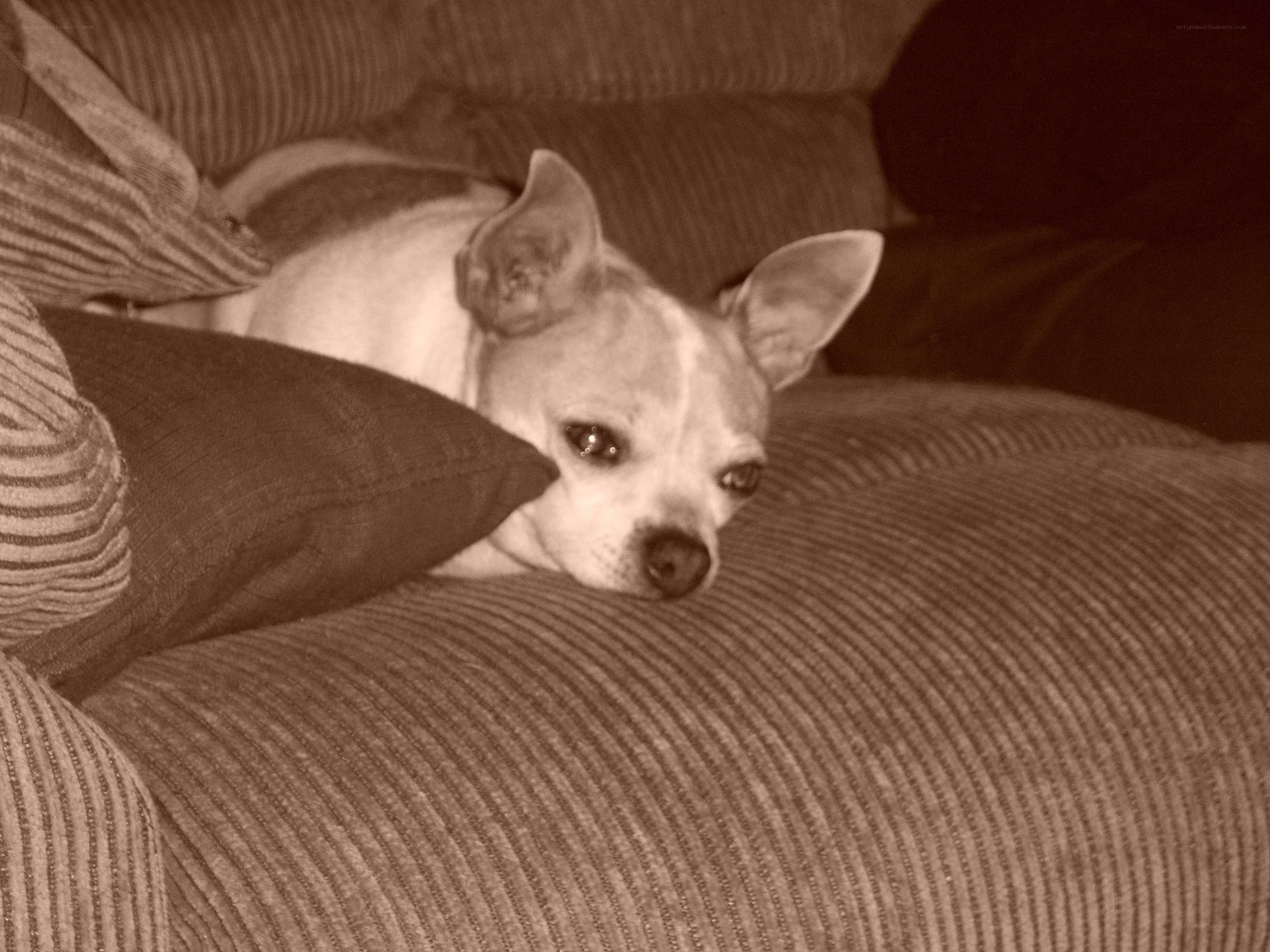 dog resting on a couch