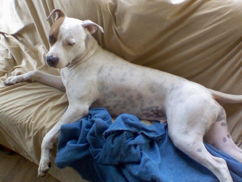 dog resting on a couch