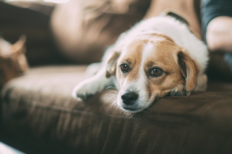 dog resting on a couch