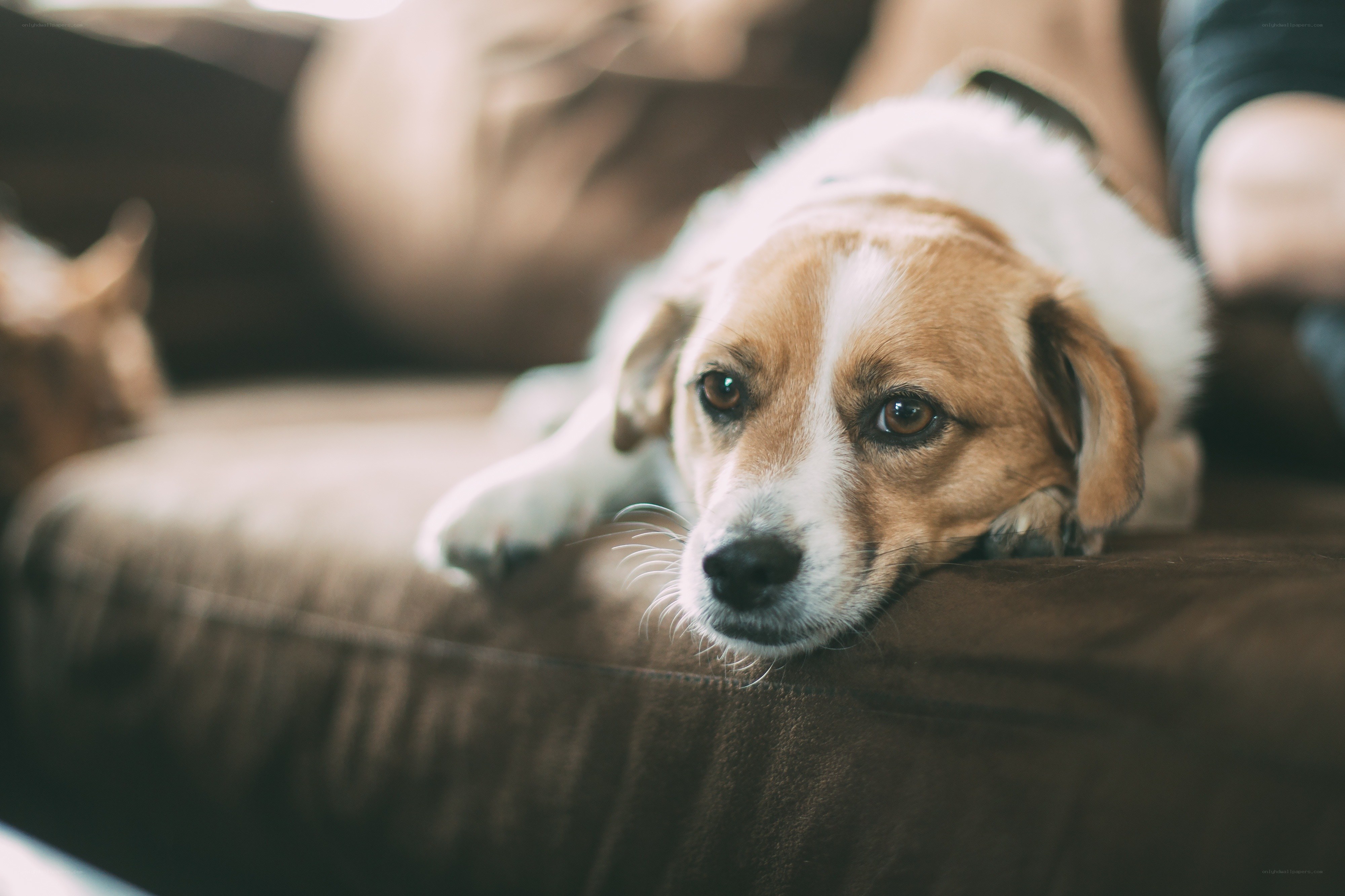 dog resting on a couch