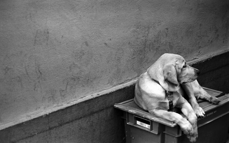 dog resting on a crate