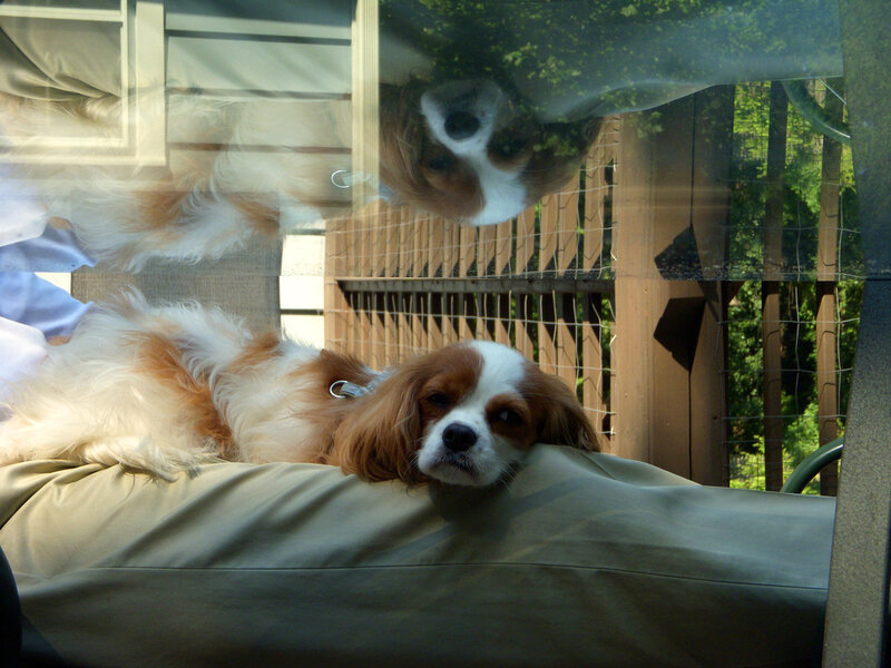 Dog resting on a lap