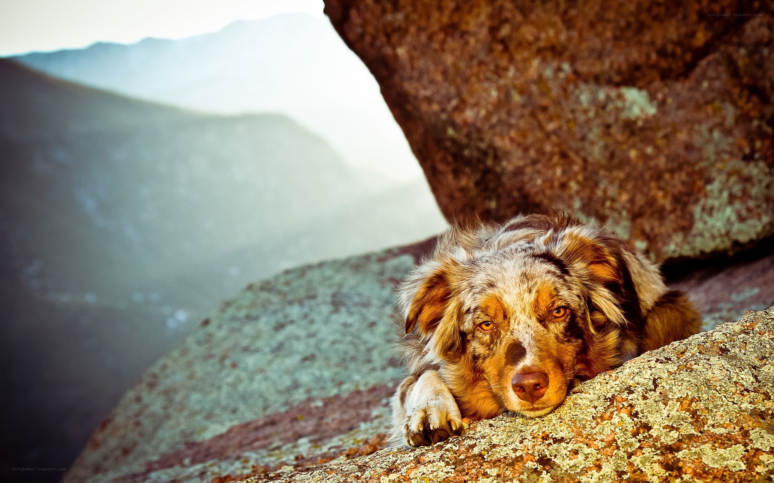 dog resting on a mountain rock