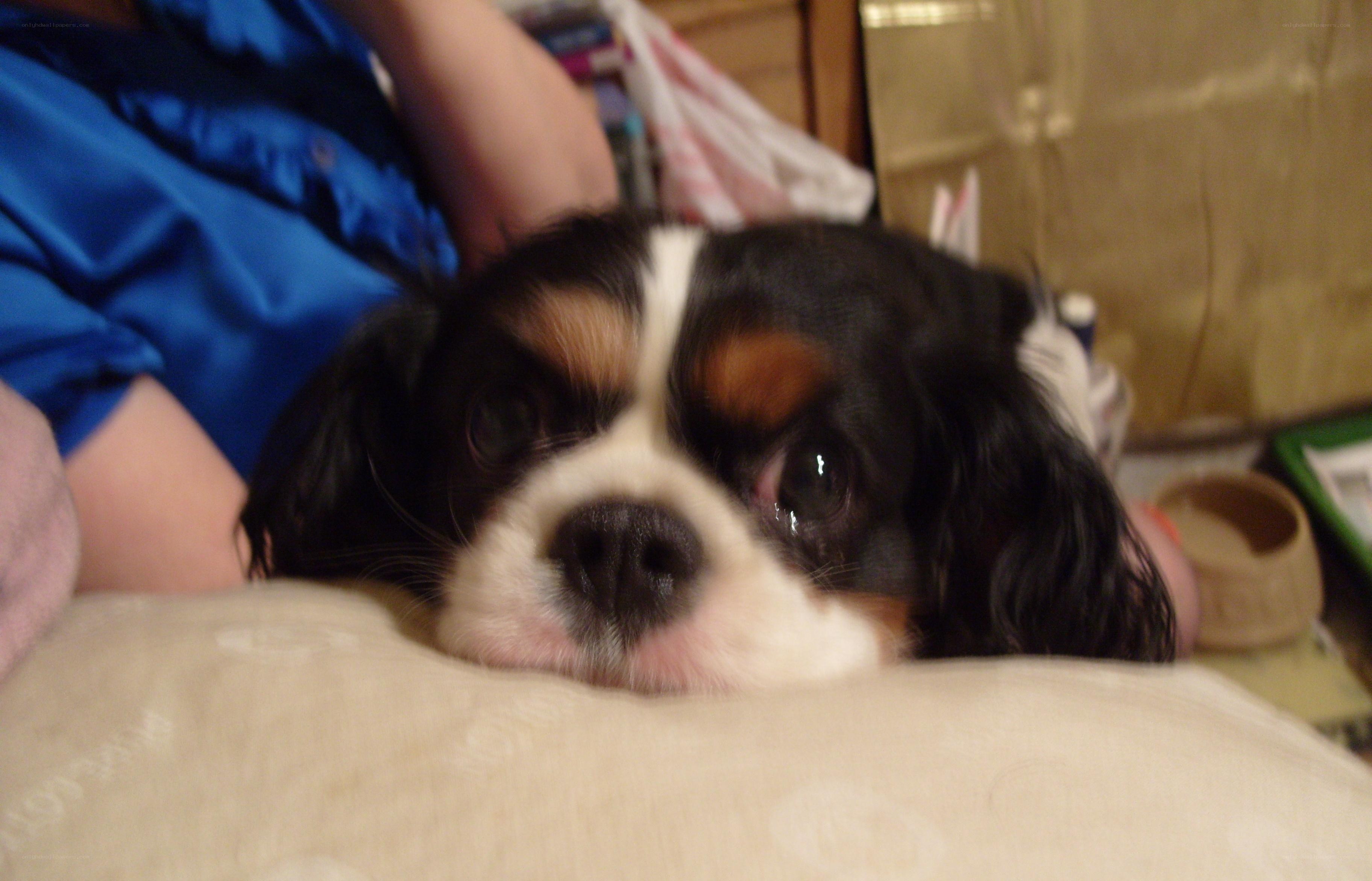 dog resting on a pillow