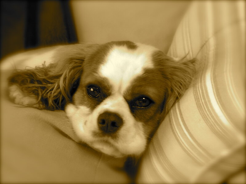 dog resting on a pillow