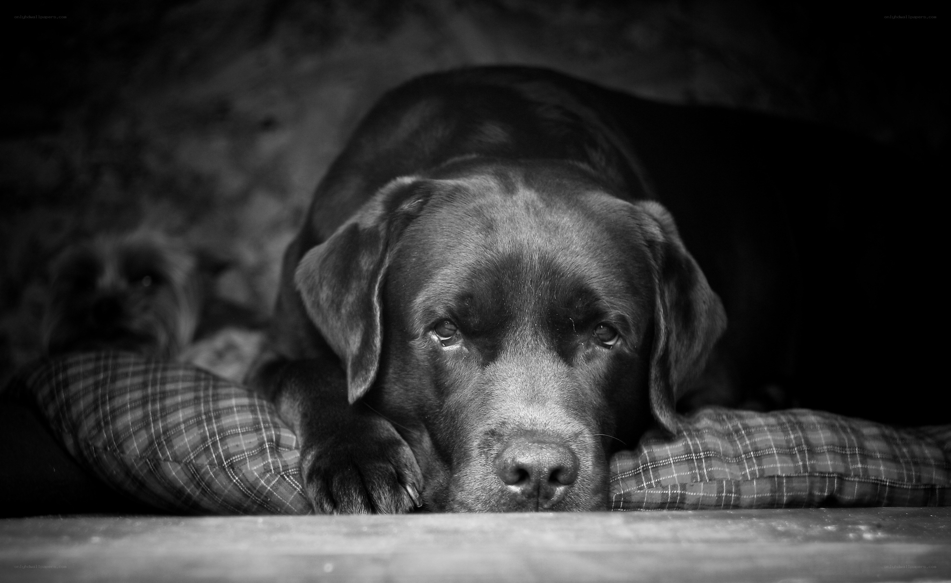 Dog resting on a pillow