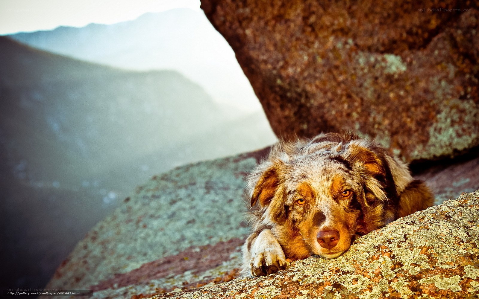 dog resting on a rock