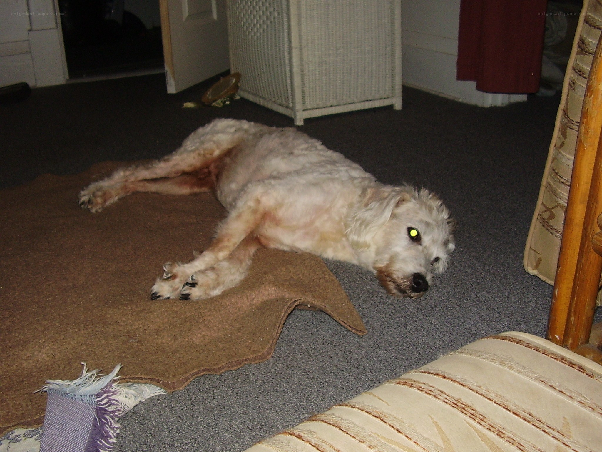 dog resting on a rug