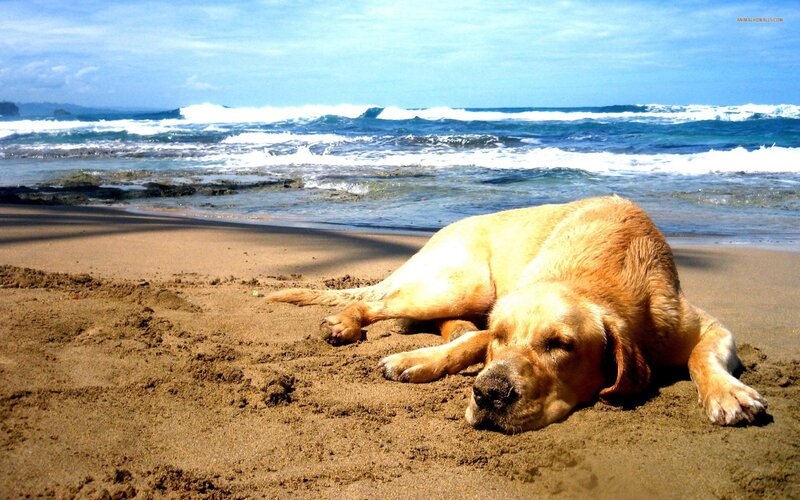 Dog resting on a sandy beach