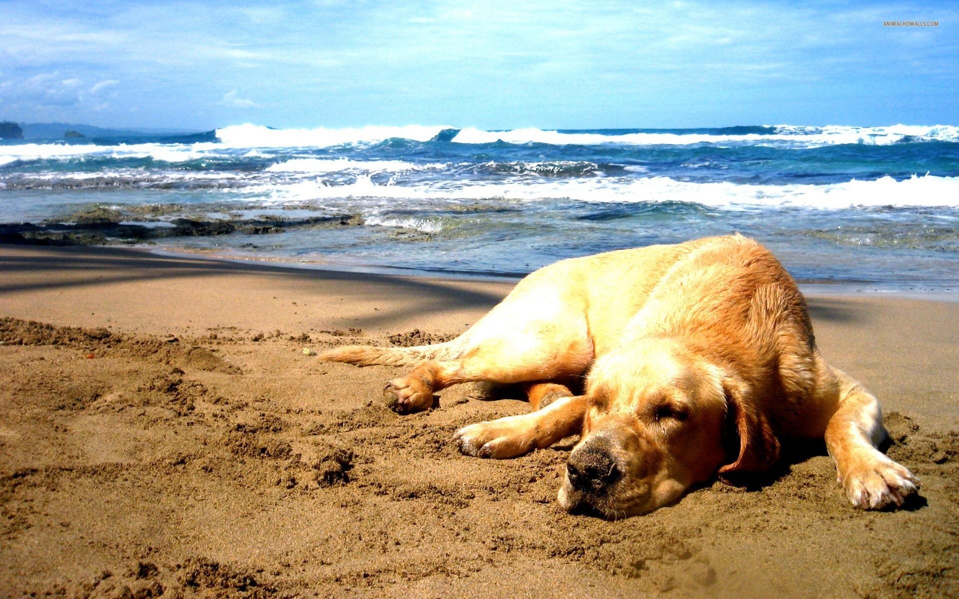 Dog resting on a sandy beach