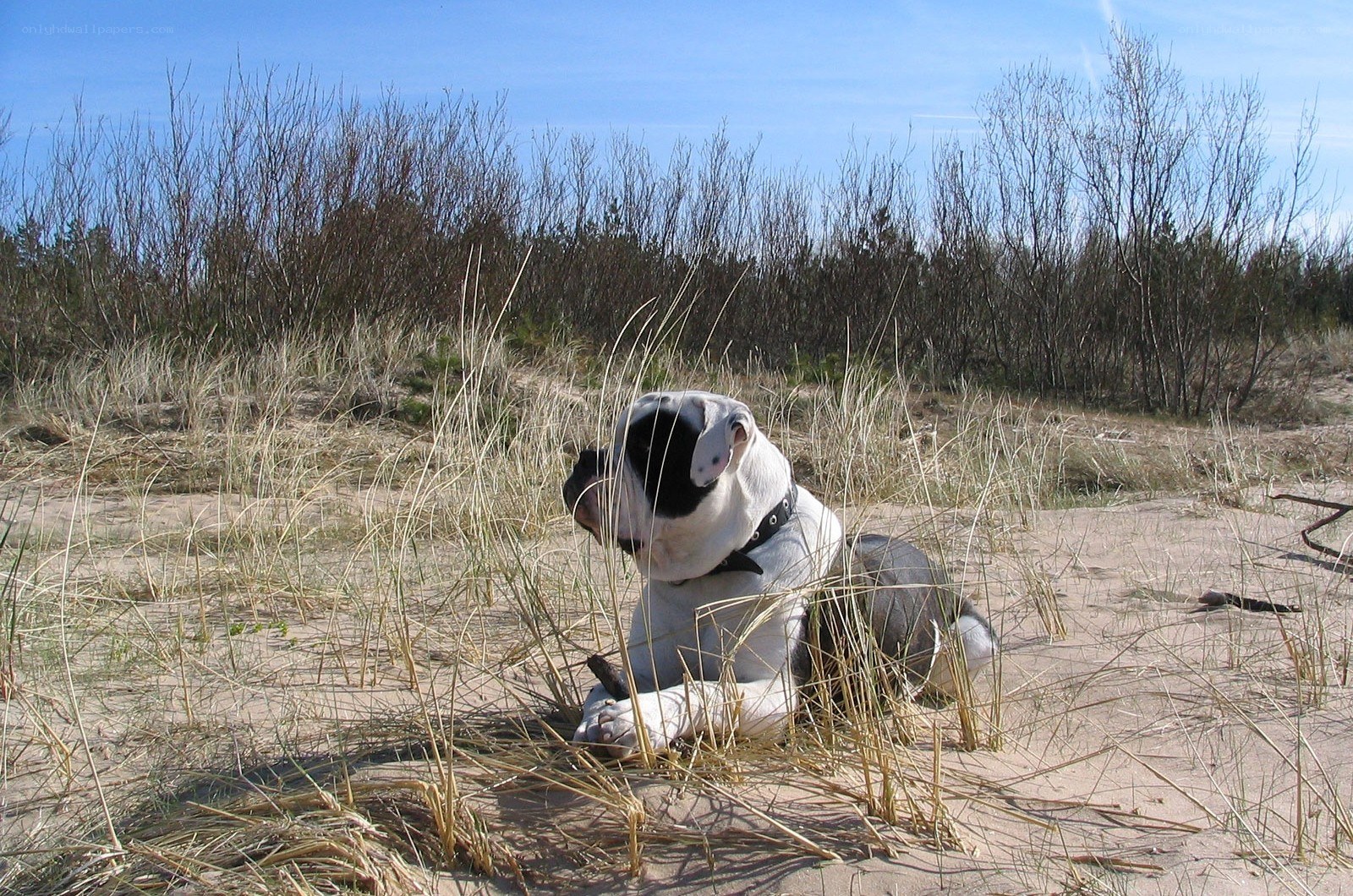 dog resting on a sandy dune
