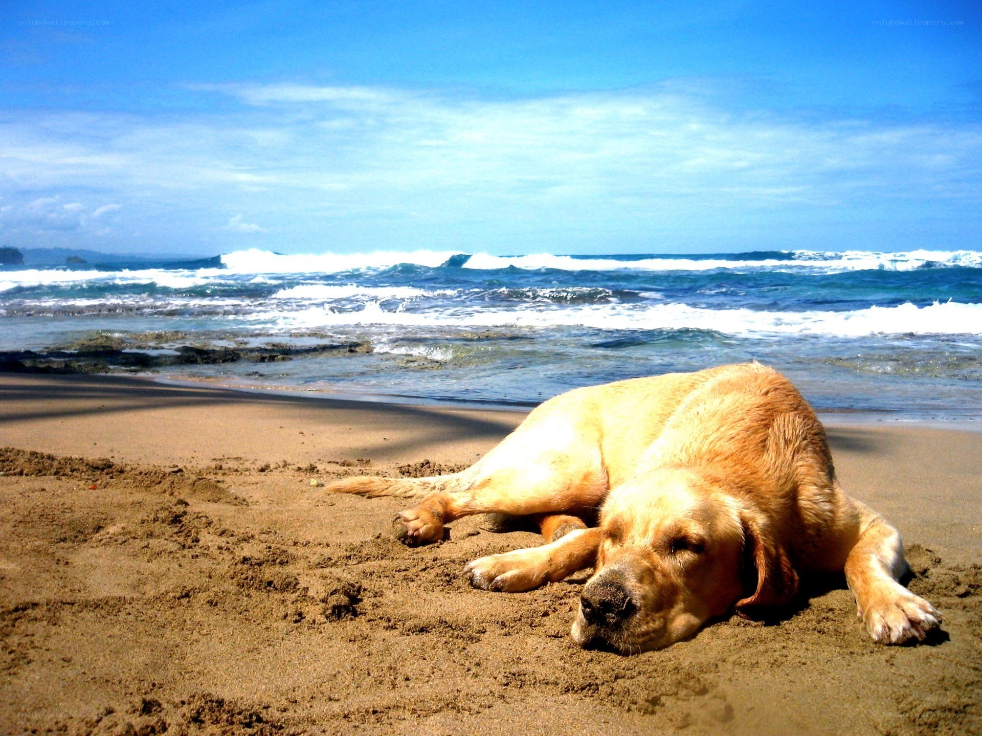 Dog resting on a sunny beach