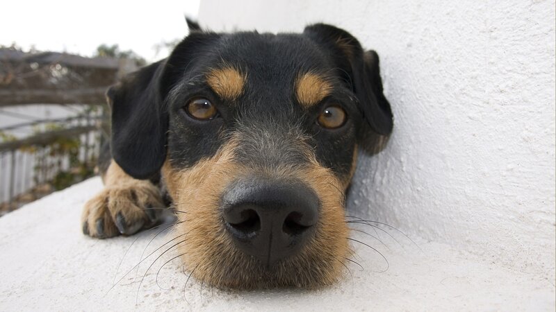 dog resting on a wall