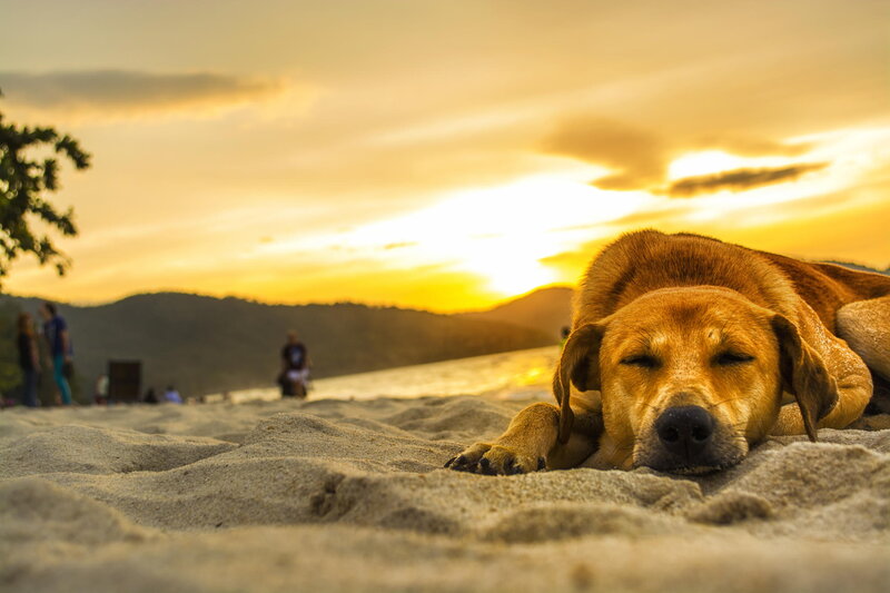 Dog Resting on Beach