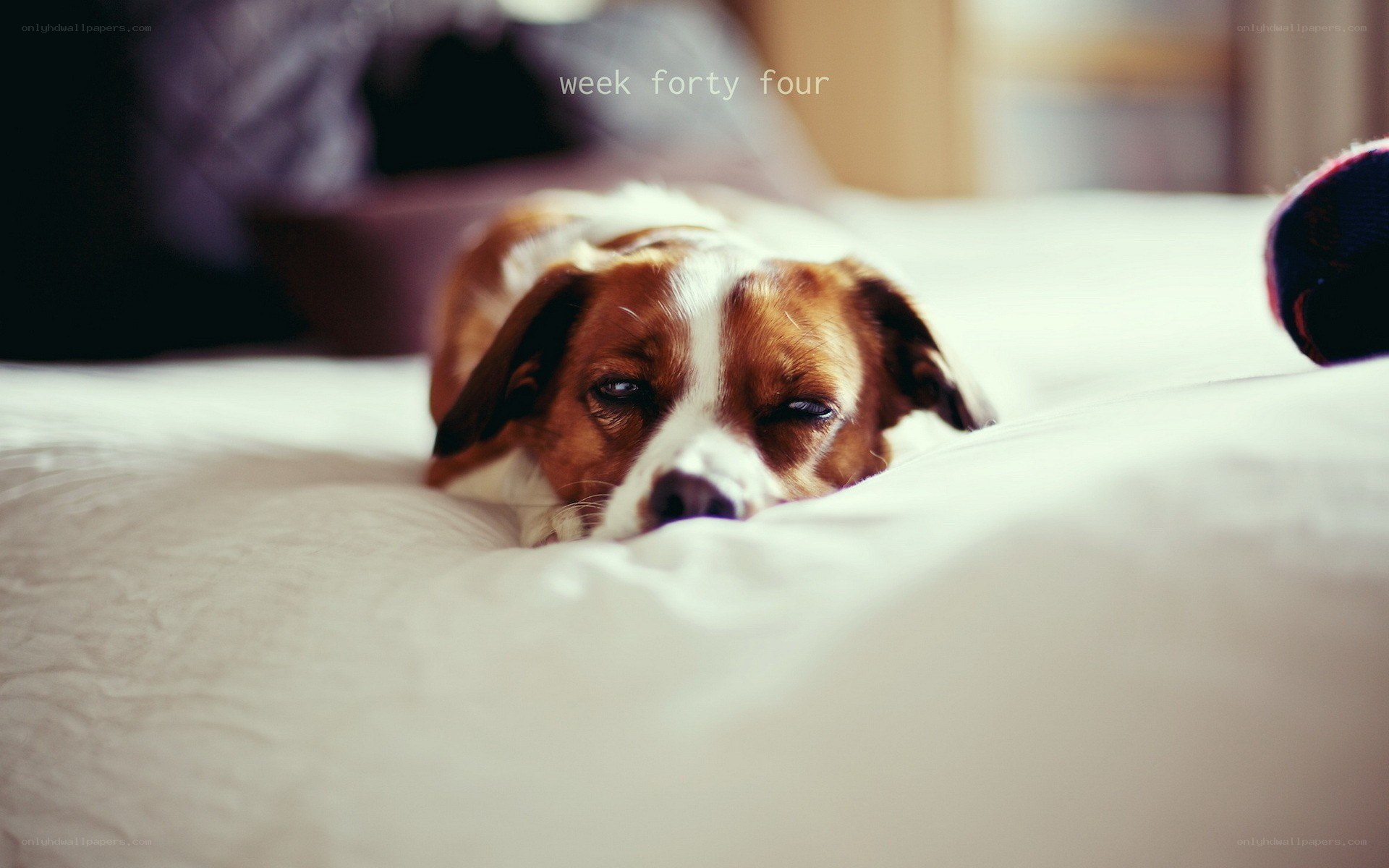 dog resting on bed