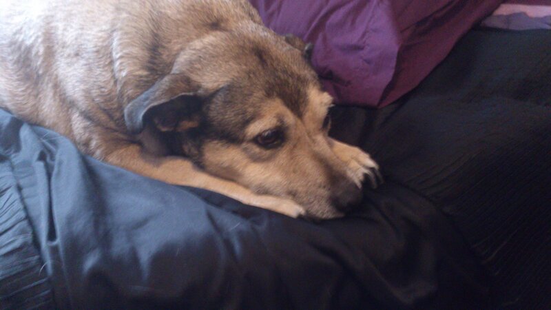 Dog Resting on Bed — Brown