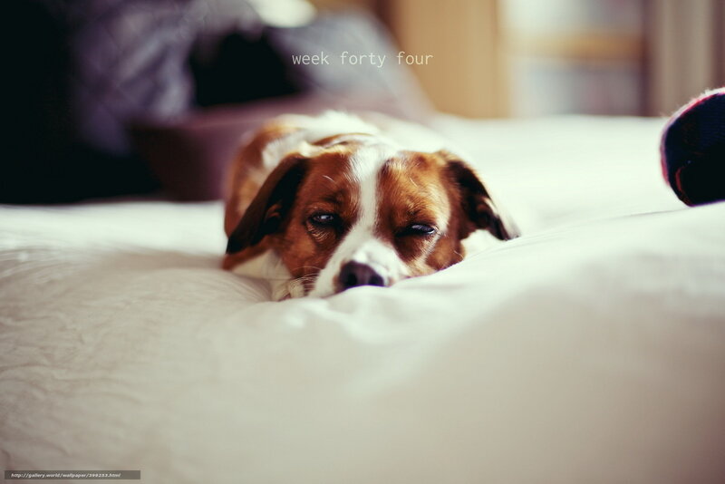 dog resting on bed