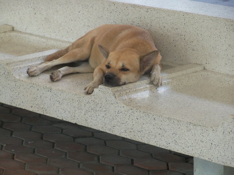 dog resting on bench