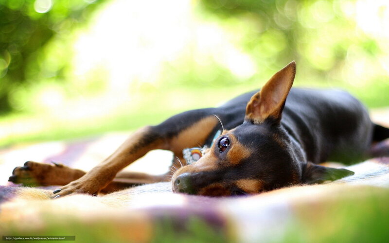 dog resting on blanket
