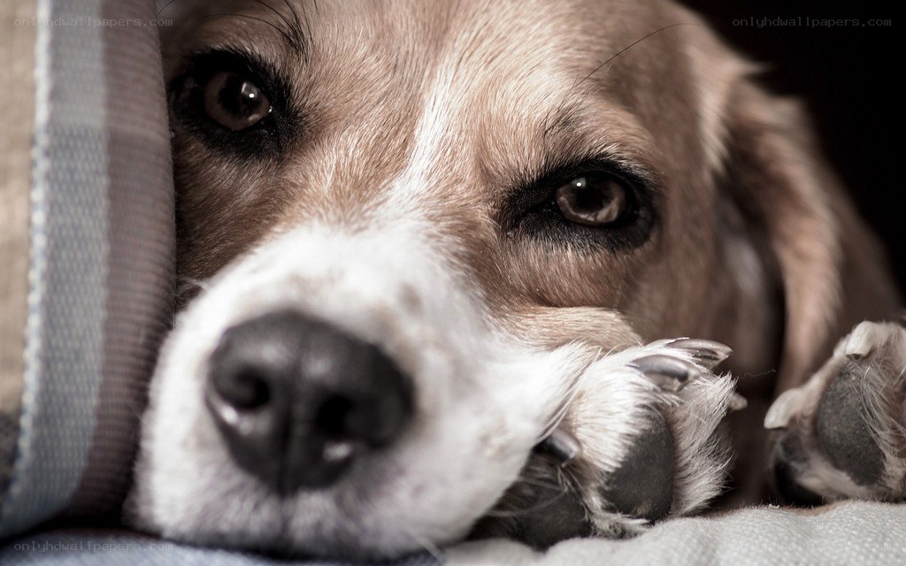 dog resting on blanket