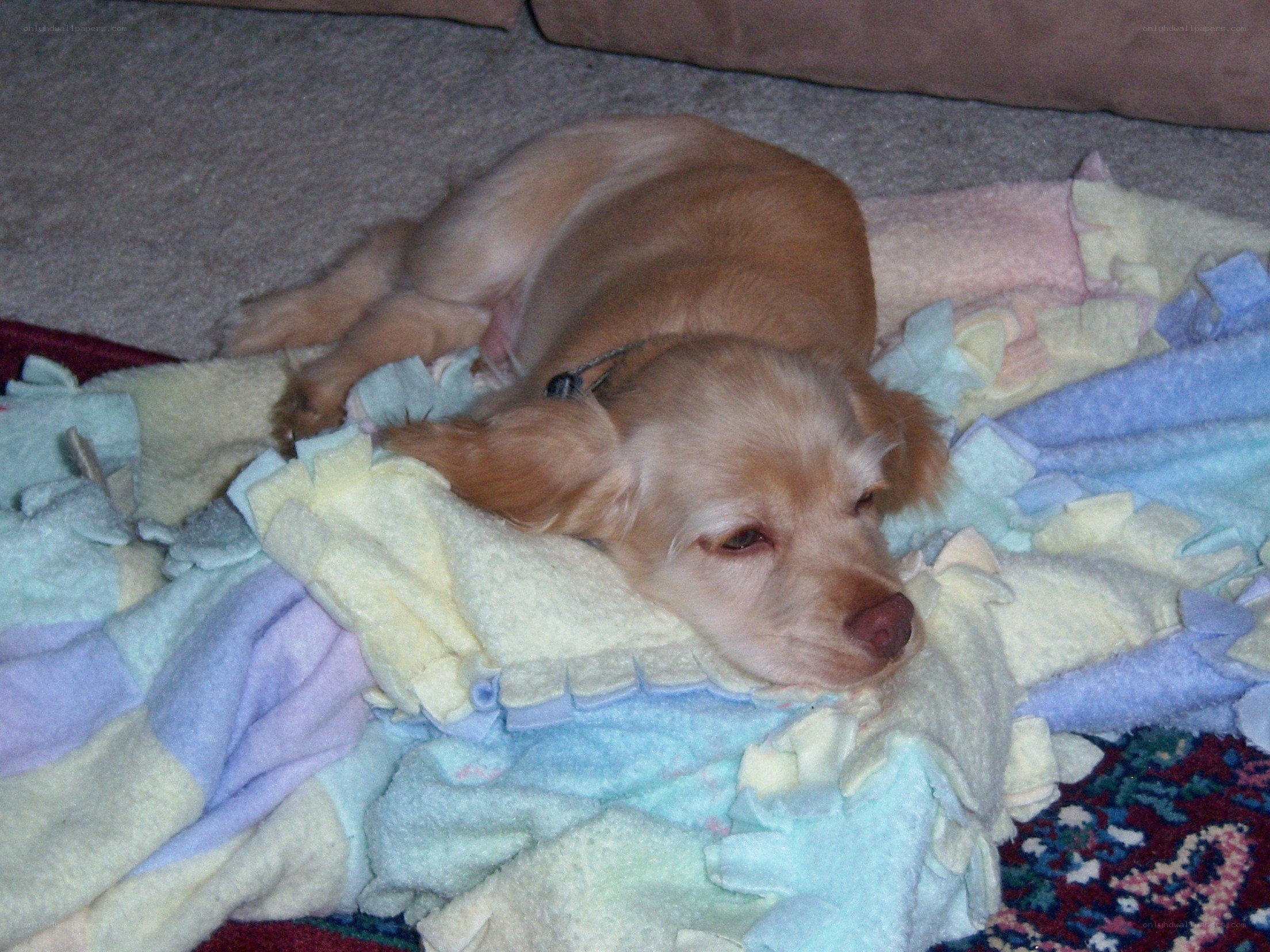 dog resting on blanket
