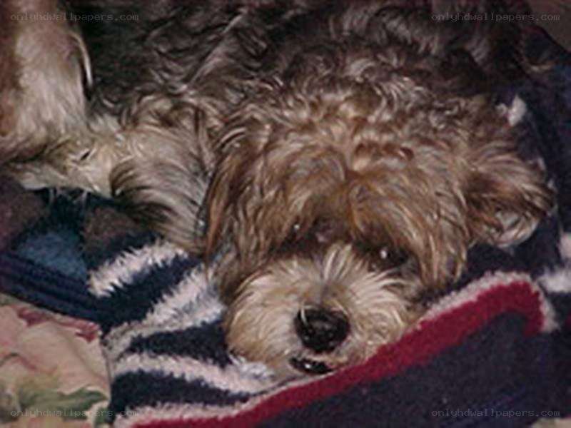 dog resting on blanket