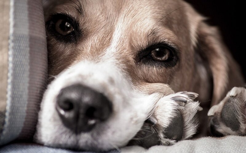 Dog Resting on Blanket — Brown