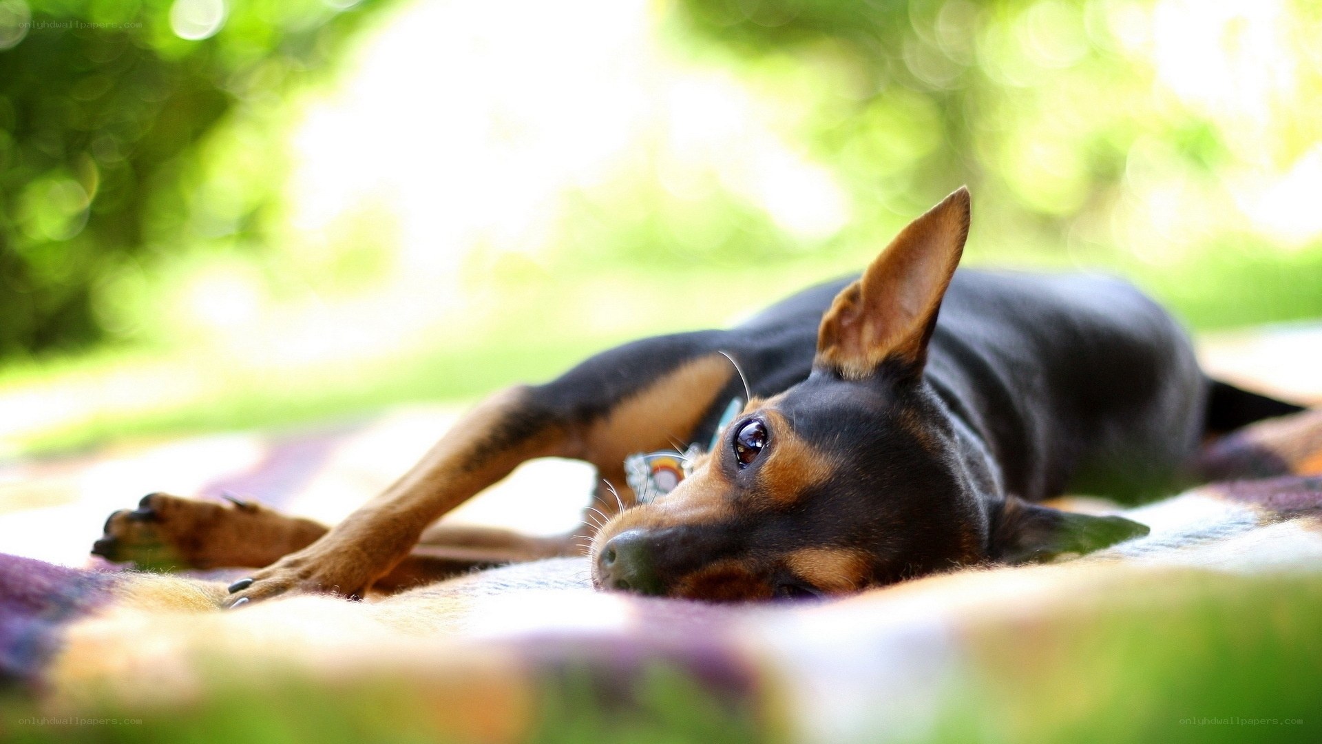 dog resting on blanket outdoors