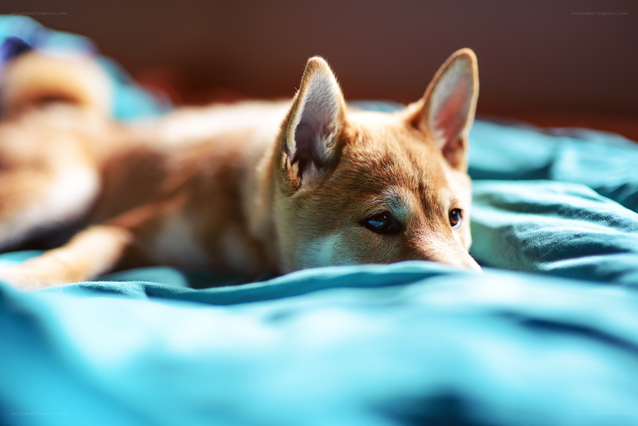dog resting on blue blanket