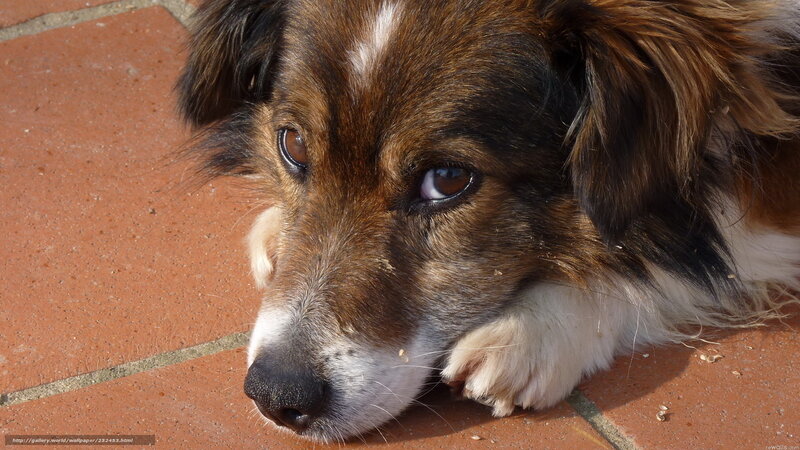 dog resting on brick