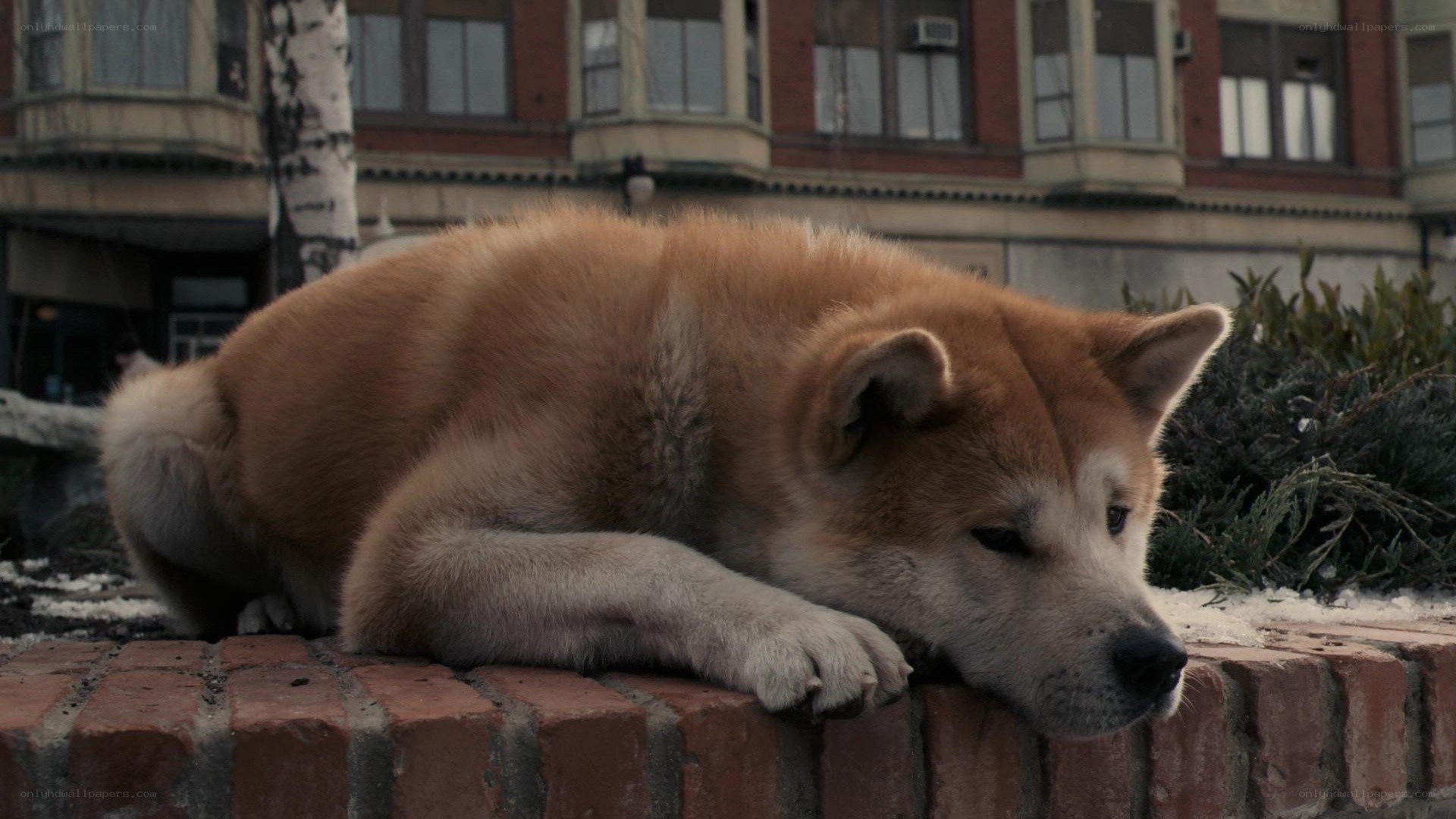 dog resting on brick wall