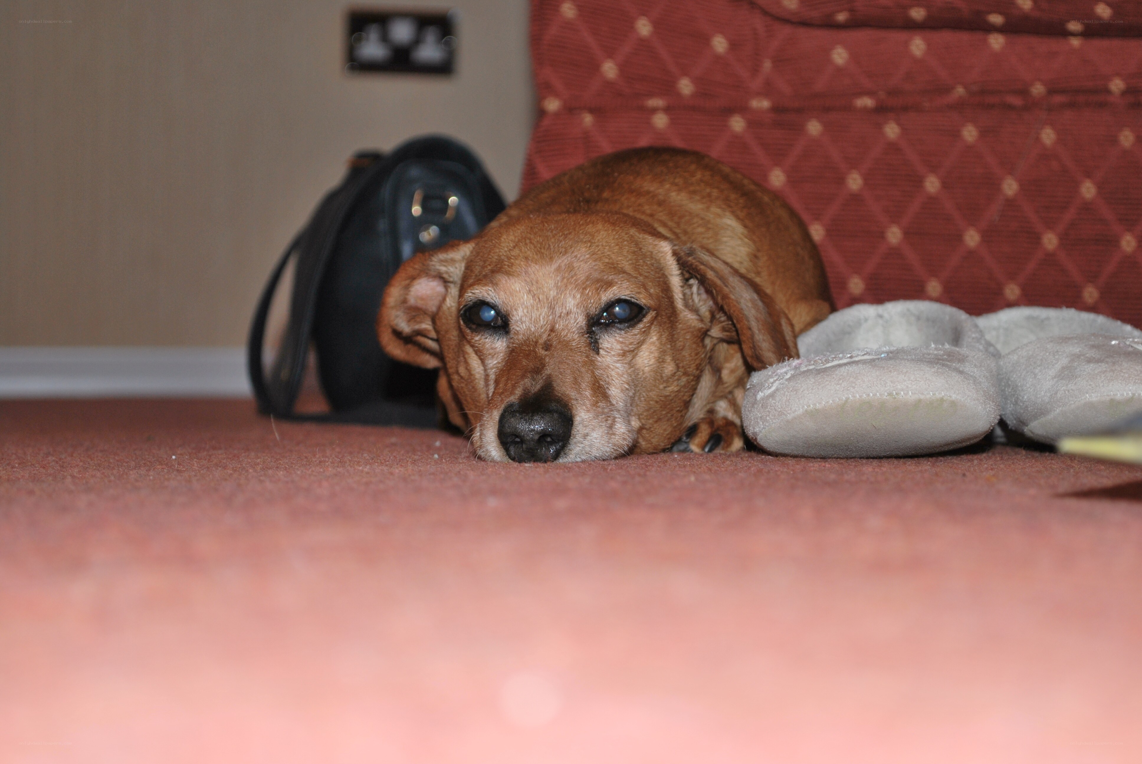 dog resting on carpet
