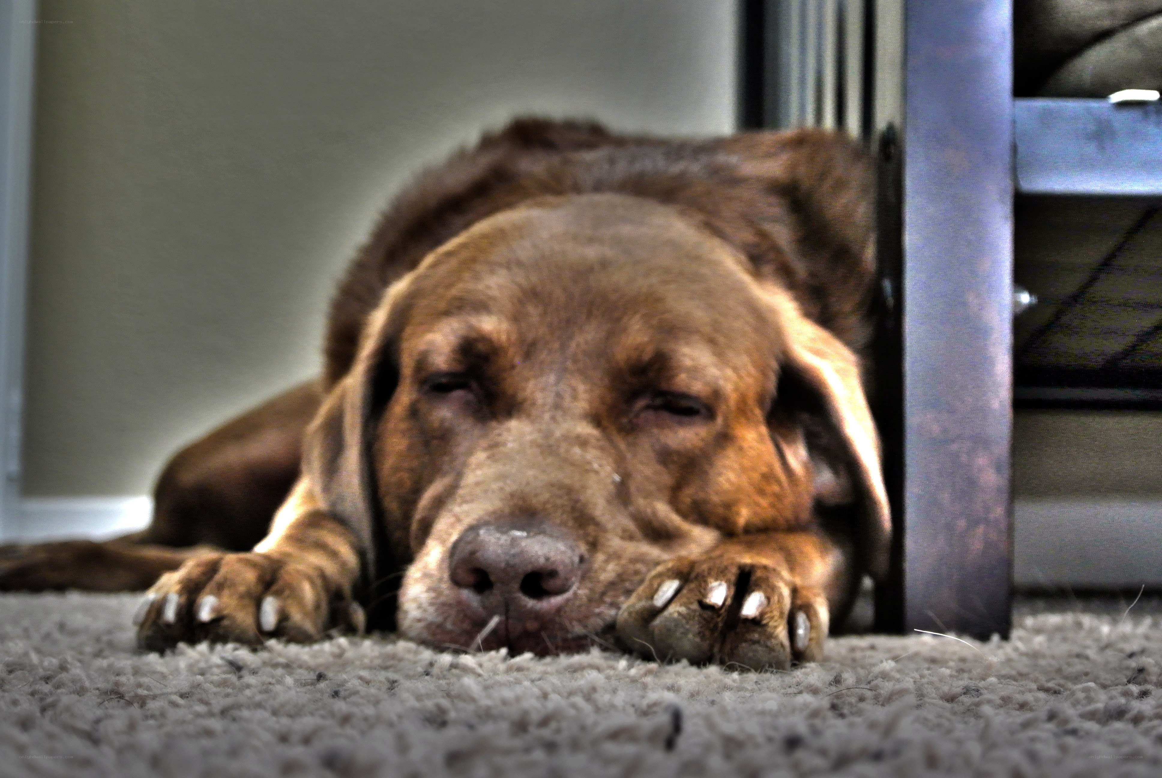 dog resting on carpet