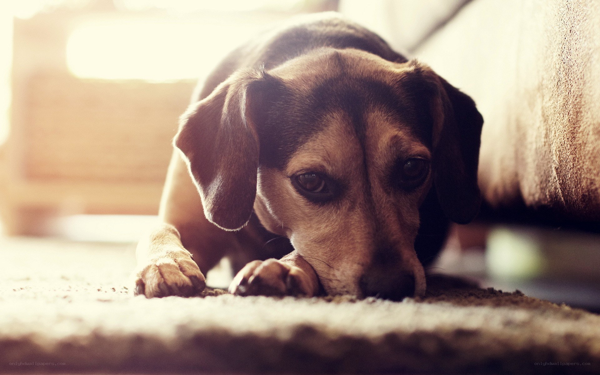 dog resting on carpet