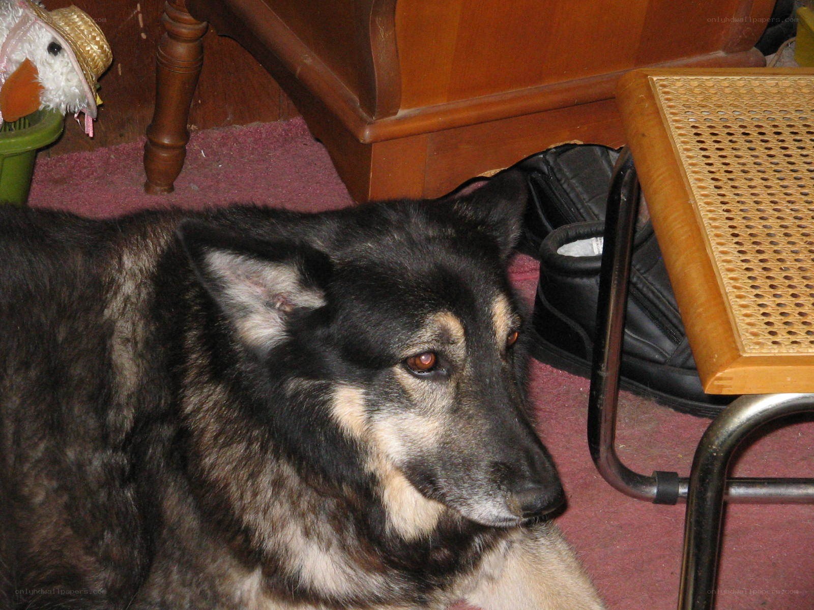 dog resting on carpet
