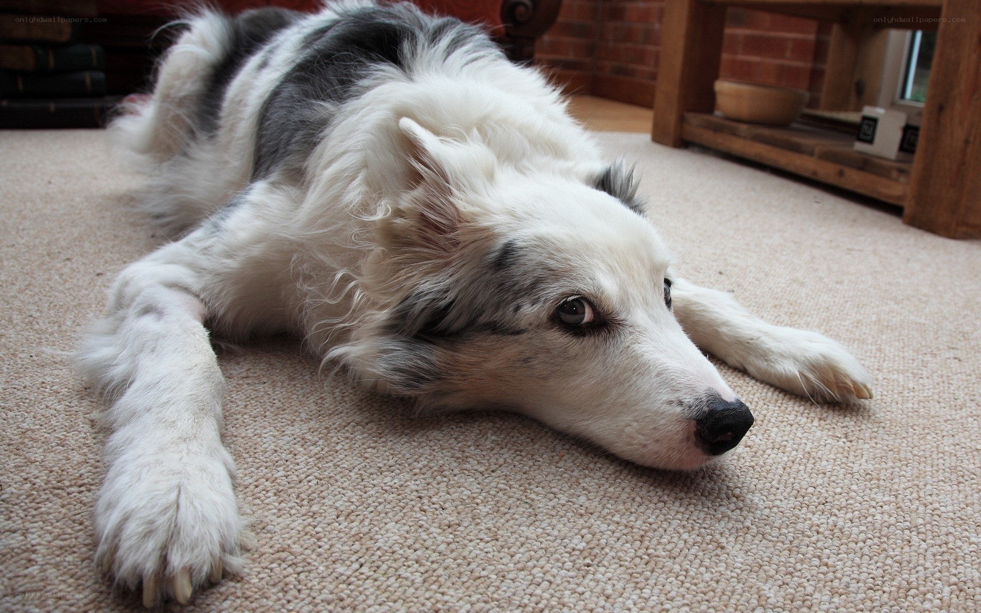 dog resting on carpet