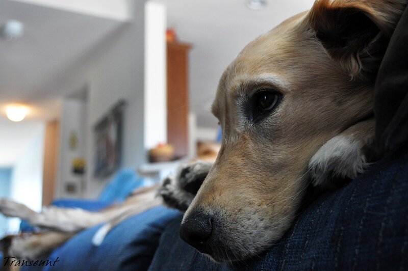 dog resting on couch