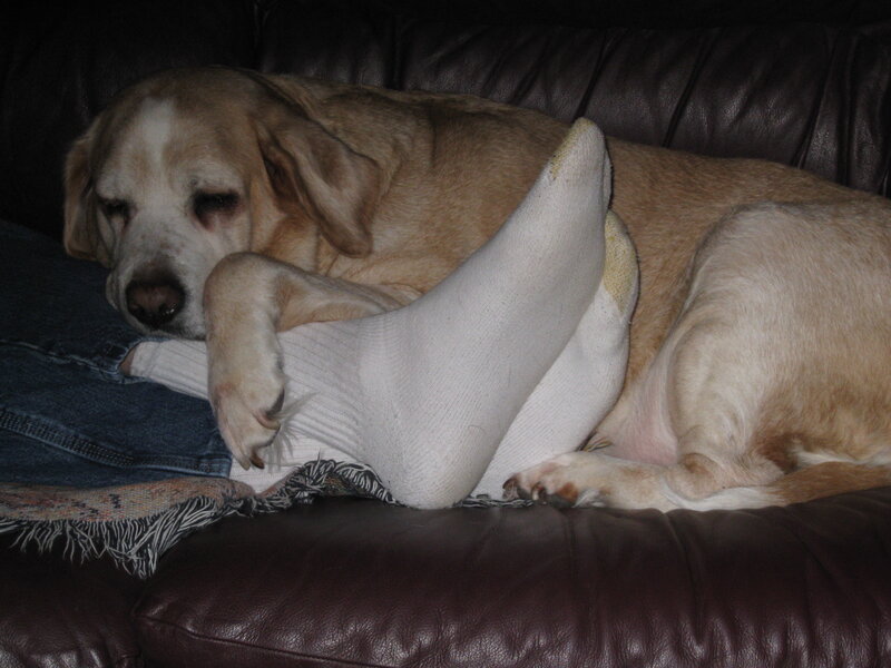 dog resting on couch