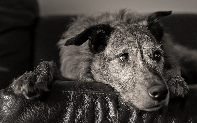 Dog Resting on Couch — Black