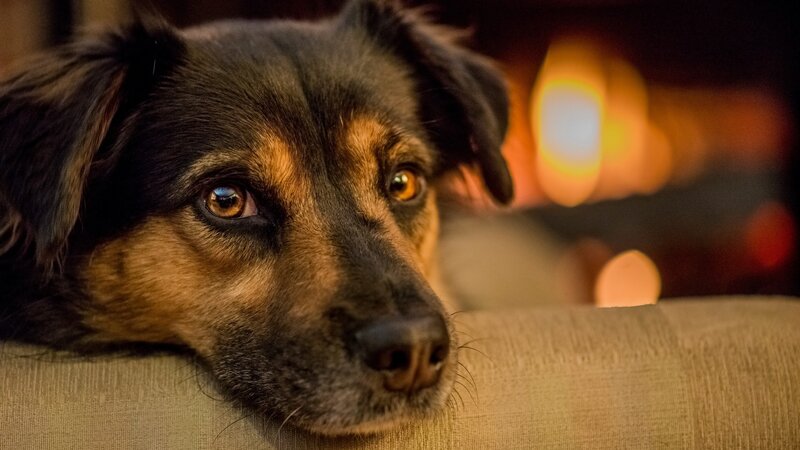 Dog Resting on Couch — Brown