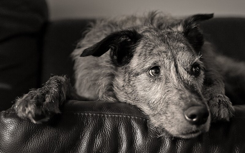 dog resting on couch