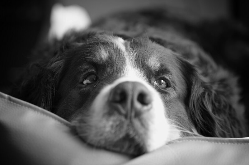 Dog Resting on Cushion