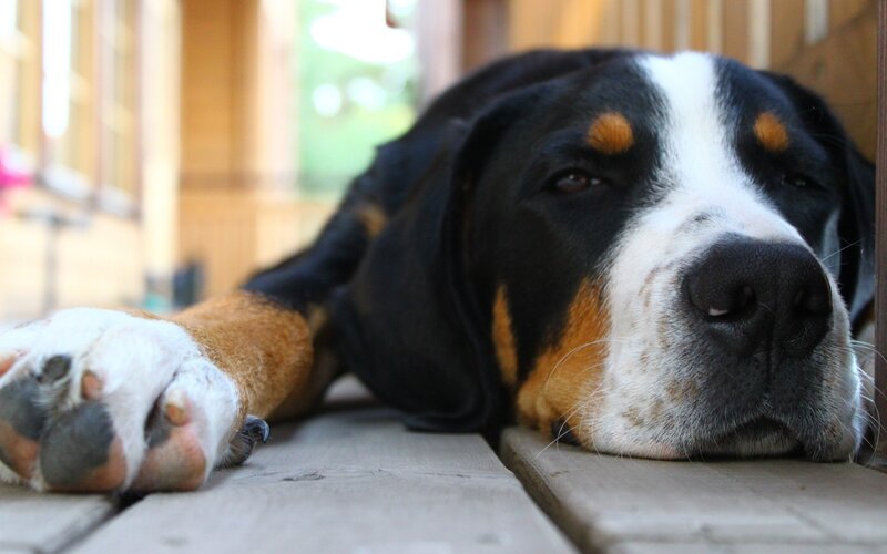 Dog Resting on Deck
